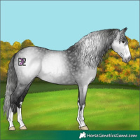 Horse Color:Gray Black 