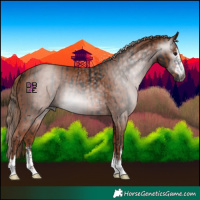 Horse Color:Gray Black  and Chestnut 