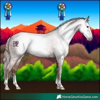 Horse Color:Gray Black  and Chestnut 