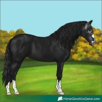 Horse Color:Gray Black