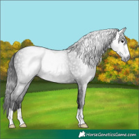 Horse Color:Gray Black 