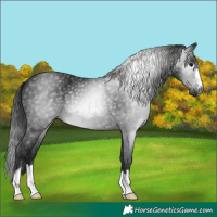 Horse Color:Gray Black 