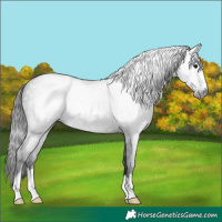 Horse Color:Gray Black