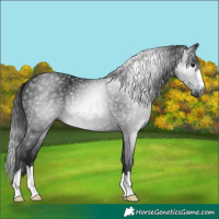 Horse Color:Gray Black 