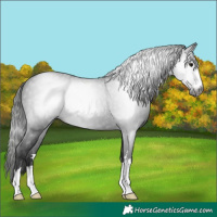 Horse Color:Gray Black 