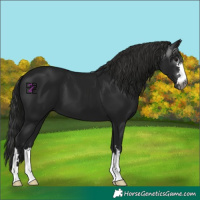 Horse Color:Gray Black 