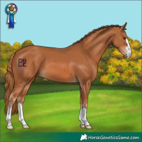 Horse Color:Chestnut 