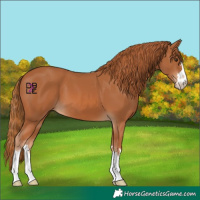 Horse Color:Chestnut 