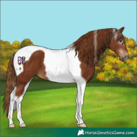 Horse Color:Gray Chestnut Tobiano