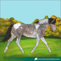 Horse Color:Bay Ice Tobiano 