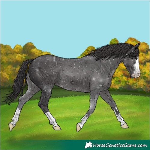 Horse Color:Smoky Black