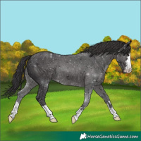 Horse Color:Smoky Black 