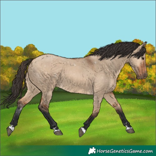 Horse Color:Bay Dun
