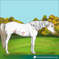 Horse Color:Watercolor Brown Chinchilla Ice Splash Tobiano Appaloosa 