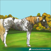 Horse Color:Midnight Buckskin Ice Pearl Tobiano