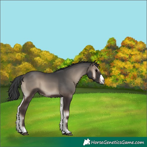 Horse Color:Blue Onyx 