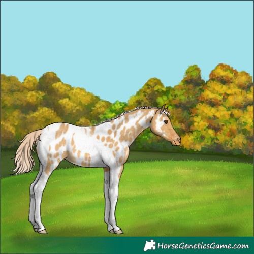 Horse Color:Palomino Dun Tobiano Appaloosa 