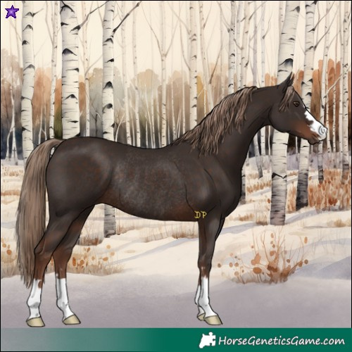 Horse Color:Liver Chestnut Rabicano 