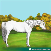 Horse Color:White Spotted Brown Dun Tobiano Frame 