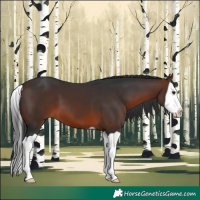 Horse Color:Brown Splash 