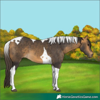 Horse Color:Buckskin Tobiano 