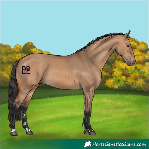 Horse Color:Bay Dun