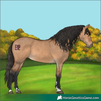 Horse Color:Bay Dun 