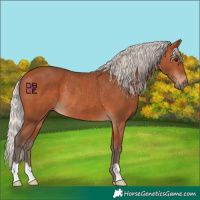 Horse Color:Silver Bay Rabicano