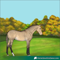Horse Color:Buckskin Dun Varnish 
