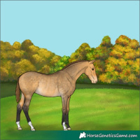 Horse Color:Buckskin Dun Varnish Rabicano 