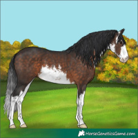 Horse Color:White Spotted Brown