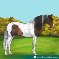 Horse Color:Brown Tobiano Rabicano 