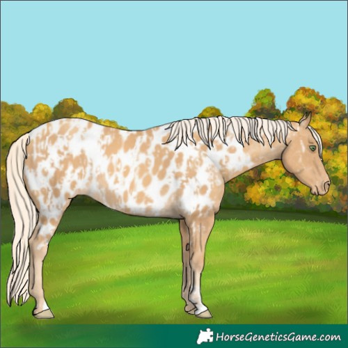 Horse Color:Gold Cream Champagne Near Leopard  and Gold Cream Champagne Near Leopard 