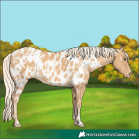 Horse Color:Gold Cream Champagne Appaloosa  and Gold Cream Champagne Appaloosa 