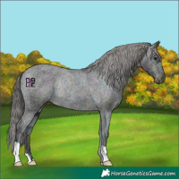 Horse Color:Midnight Black Ice Appaloosa Rabicano 