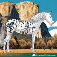 Horse Color:Midnight Black Appaloosa Rabicano 