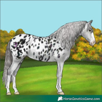 Horse Color:Midnight Black Appaloosa Rabicano