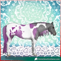 Horse Color:Painted Black Tobiano Appaloosa Rabicano