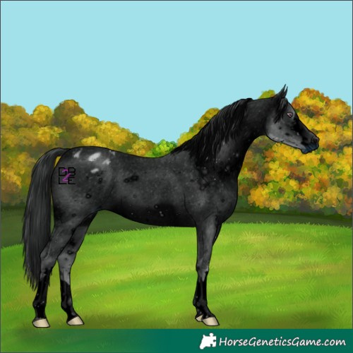 Horse Color:ERROR: UNKNOWN ANOMALY