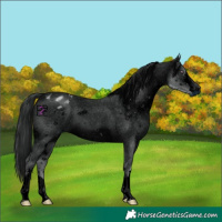 Horse Color:ERROR: UNKNOWN ANOMALY