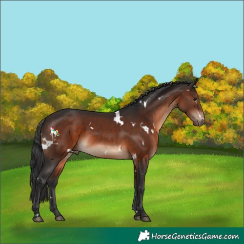 Horse Color:White Spotted Brown Rabicano 