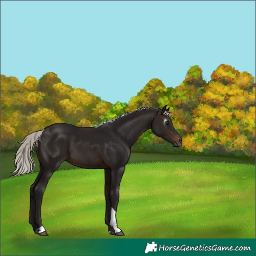 Horse Color:Gray Silver Brown Tobiano 