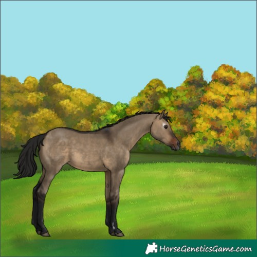 Horse Color:Gray Brown Dun 