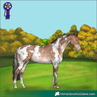 Horse Color:White Spotted Sable Champagne Rabicano