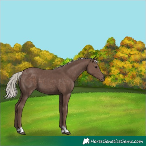 Horse Color:Silver Black Tobiano 
