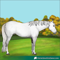 Horse Color:Gray Silver Black Tobiano