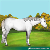 Horse Color:Gray Silver Black Tobiano 