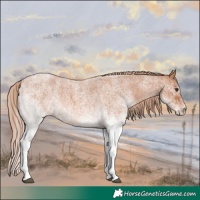 Horse Color:White Spotted Red Roan 