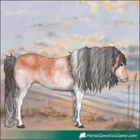 Horse Color:White Spotted Bay 