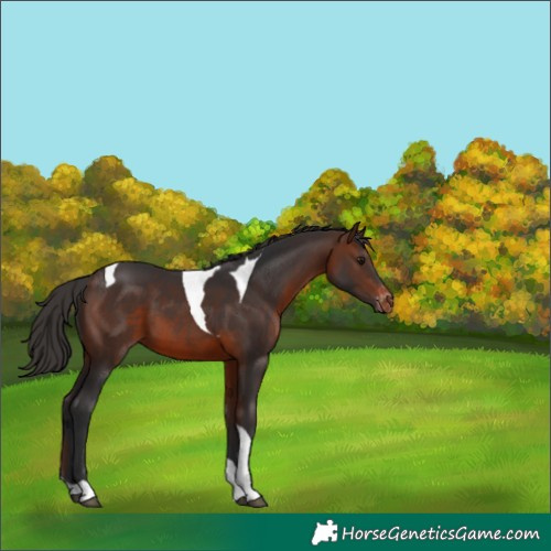 Horse Color:Brown Tobiano Varnish 